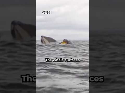 INCREDIBLE FOOTAGE shows man being SWALLOWED WHOLE by WHALE