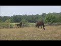 Show jumping horse Sting P. - Prachtig gefokt hengstveulen