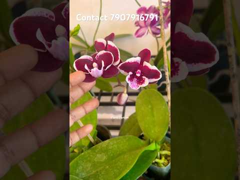 Phelenopsis Flowering Plants #shorts #shortvideo #youtube #youtubeshorts #orchid