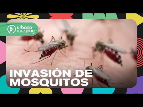 Invasión de mosquitos: hasta cuándo durará y a qué especie pertenecen #DeAcáEnMás