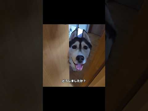 犬が騒いでるのでついて行った結果...笑#shorts