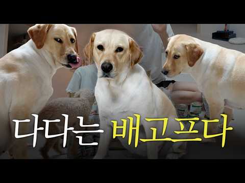 배고픈 이다다 폭주!? (feat.다비 바니 노화관리)
