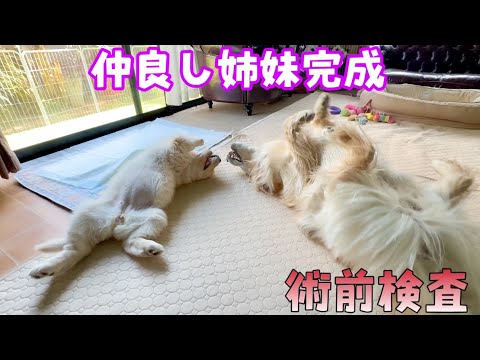 【術前検査】ぴんちゃんが大好きなペー　【仲良し姉妹完成】