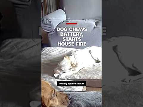 Dog chews battery, starts house fire