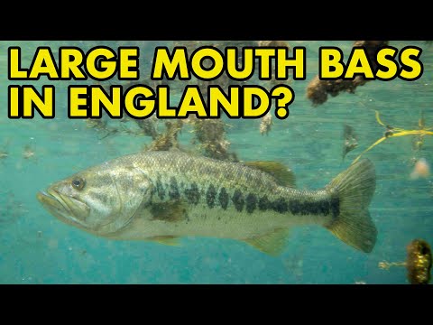 Are There Large Mouth Bass in England? : Fish Myth Large mouth bass are they in the UK?

Buy my new book - https_//www.bloomsbury.com/uk/field-guide-to