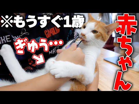 猫の動画サムネイル - 飼い主の腕をギュッと抱きしめながら、おやつを食べさせてもらう子猫があまりにも赤ちゃんすぎましたwwww