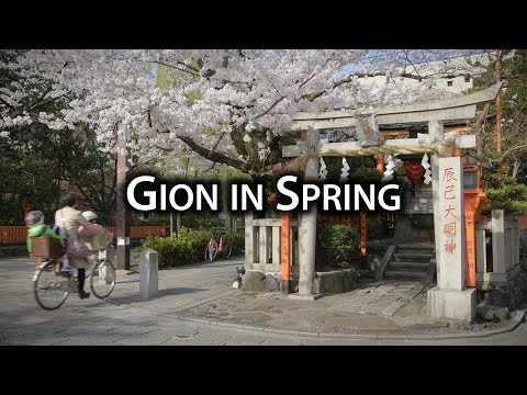 Places to Go: Cherry Blossoms at Shirakawa-dori