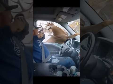 Deer vs Driver: The Staredown 🚗🦌