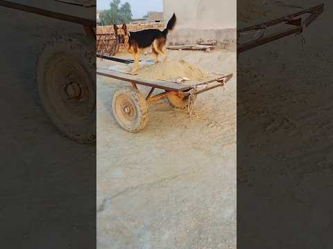 Most talented dog 🐕#germanshepherd #dogbreed #talenteddog #smartdog