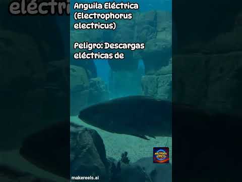 Criaturas Marinas Más Peligrosas y Venenosas #ShortsEnEspanol#Shorts#ocean #curiosidades #vocesabia