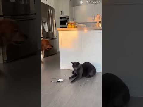 the revenge of the dog!! #catvsdog #cleavercat #doglife #catlovers #dogvscatviralvideo
