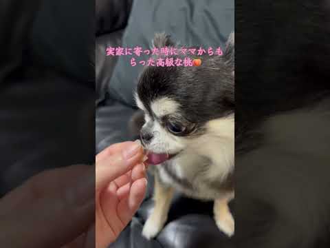 桃をほおばる愛らしいチワワの姿をご紹介 サムネイル