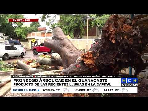 ¡Pudo ser tragedia! Lluvias derribaron gigantesco e histórico árbol en El Guanacaste
