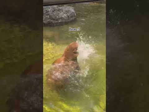 Funny bear🐻🐻#bear #bears #fyp #funny #animals #funnyvideo #funnybear