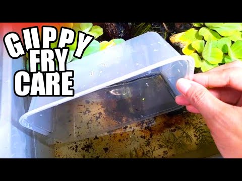 Saving Baby Guppy Before They Become A Snack How to save baby guppies?

Guppies are prolific in reproducing but they also eat their young. So, in
