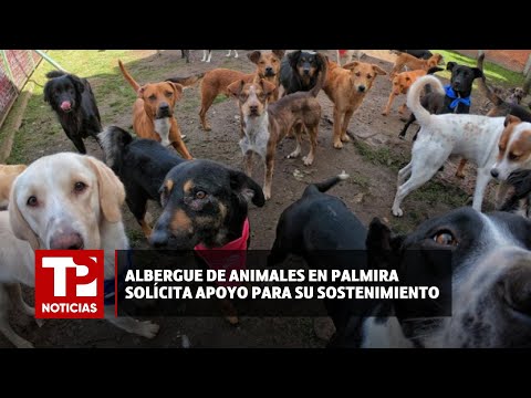 Albergue de animales en Palmira solícita apoyo para su sostenimiento |11.04.2024| TP Noticias