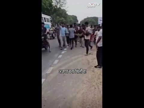 UP News: 15 फीट लंबे अजगर को हाथों में लेकर सड़क पर घूमे बच्चे | Viral Video | Bulandshahr | SHORTS