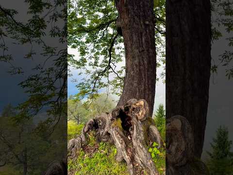 Nature at its best. Trekking vertical to Hamta. #travel #naturelovers #viralytshorts