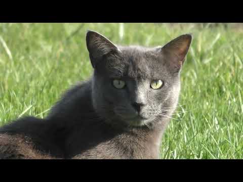 Abbots Way: How to Dig an Allotment - First Vegetable Bed is Complete