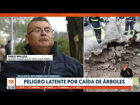 Latente peligro por caída de árboles: el 40% de la Región Metropolitana debería ser cambiado