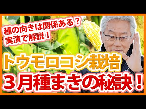 家庭菜園や農園のトウモロコシ栽培で3月種蒔きの秘訣！【農家直伝】