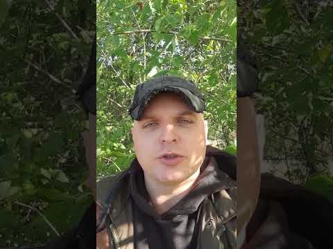 А осінь грає жовтим листям...