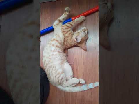 while sleeping #everyone #cat #cutecat #kitten #catlover#pets#petlover #meaw