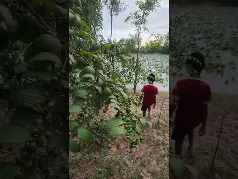 แบบกินได้