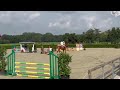 障碍赛马匹 Fijn springpaard