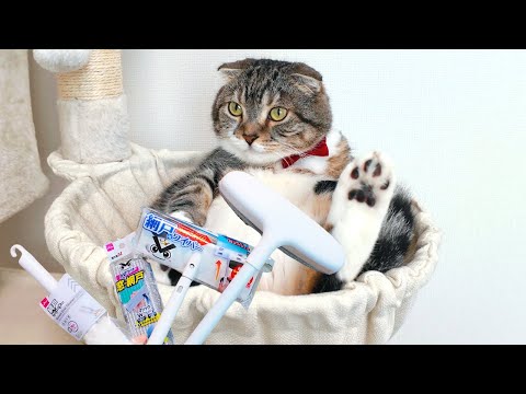 ダイソーの網戸クリーナーを使ったキャットタワー掃除のコツと効果紹介 サムネイル