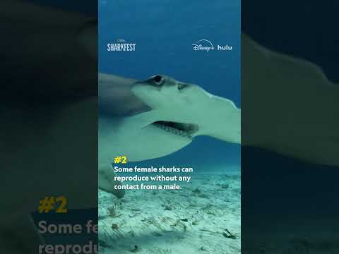 You won’t believe these jaw-dropping shark facts! 🦈