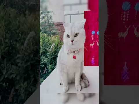 Cats Toy ❤️ 🔗 is in Bio 🦎 #FunnyCats