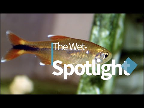 The Wet-Spotlight on (Silvertip tetra)! Presenting “The Wet-Spotlight”! A new phase in our YouTube campaign to take an even deeper look 