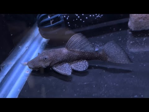 UNBOXING! L181 Peppermint bristlenose pleco breedi I bought this beautiful pair of L181 peppermint bristlenose from my friend Christian at DarrsAquatic