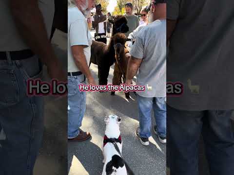 Winston loved the Alpacas 🦙 in Downtown Newbern #frenchbulldog #newbern @visitnewbernnc #carshow