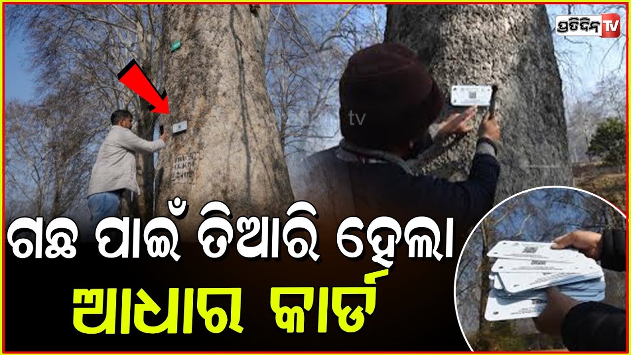 ଗଛର ବୟସ କେତେ ? କହୁଛି ଡିଜିଟାଲ ଟ୍ରି ଆଧାର l Kashmir’s Iconic Chinar Trees Get ‘Digital Aadhaar’
