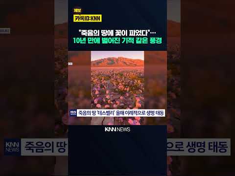 비 한 번 더 내렸을 뿐인데… 죽음의 사막이 꽃 천지로 변했다 / KNN