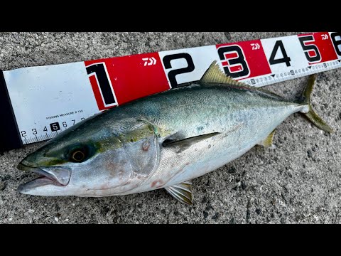 青物が連発で一人勝ち!今投げるならこのルアーがおすすめです