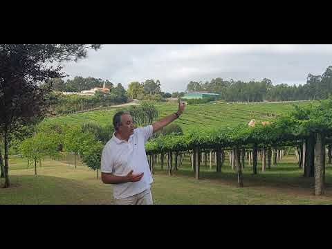 Bodega Pazo Baion_ Enoturismo Rias Baixas