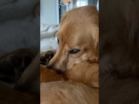犬の動画サムネイル - coming home to my golden retriever😻#goldenretreivers #dog #puppy #goldenretreiver #dogbreed #happy
