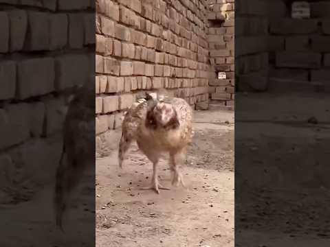 Ibu ayam marah #riaab22 #trendingshorts