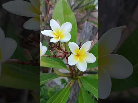 #travel #goodshort #shortvideo #prachuap #prachuapkhirikhan poster