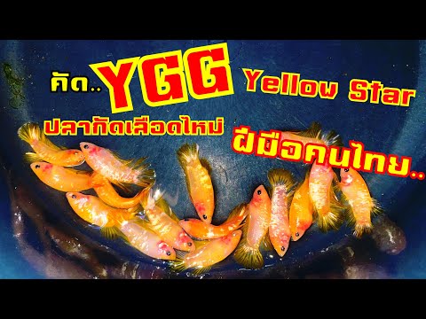 คัด..”YGG“YellowStarปลากัด