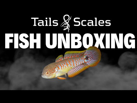 Indonesia Fish Unboxing - Barbs, Loaches, Nano Fis Another amazing fish order came in for you all to see. This one had many popular species that we hav