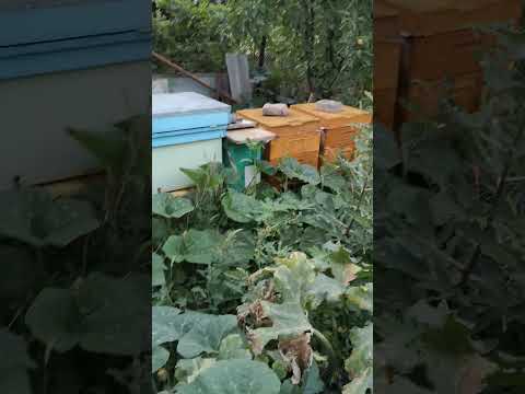 Самые шустрые!