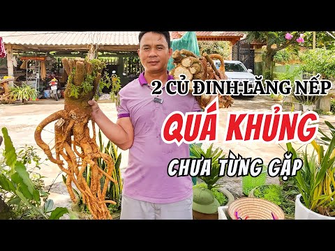 Review 2 cụ đinh lăng nếp lá nhỏ khủng nhất trước đến nay - Hướng dẫn/ Z∆£o: O373.lục, thất, tứ, I6I