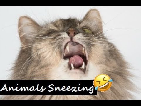Animals Sneezing Compilation