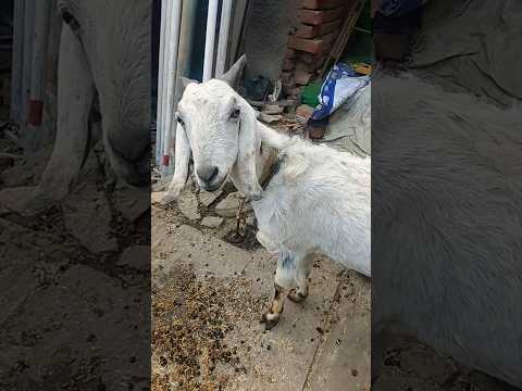 welcome to my mini vlog. #viral #trendingshorts #ytshorts