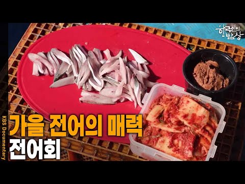 [한국인의 밥상] 가을 전어의 매력, ‘전어회’ | KBS 260910 방송