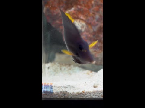 Coming this Thursday to Diver's Den at 5pm CST! Coming this Thursday to Diver's Den at 5pm CST!
#liveaquaria #diversden #wysiwyg #fishkeepers #fisht